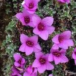 Saxifraga oppositifolia Flower