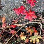 Geranium lucidum Облик