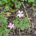 Geranium purpureumBlodyn