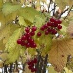 Viburnum opulusFruto