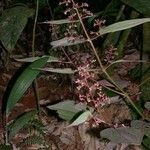 Miconia granatensis Other