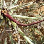 Echium horridum Traoù all