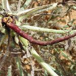 Echium horridum Inny