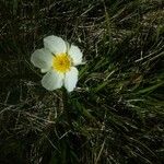 Ranunculus pyrenaeus Floare