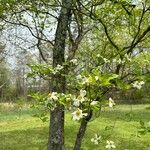 Cornus floridaLorea