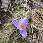 Crocus biflorusBlüte