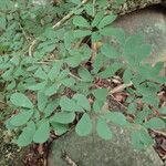 Calliandra tergemina Folha