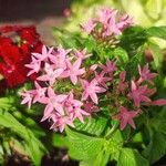 Pentas lanceolata Flor