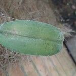 Bulbophyllum longiflorum Leaf