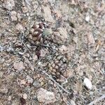 Orostachys spinosa Hoja