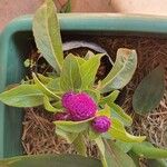 Gomphrena globosa Flor