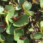 Salix herbacea その他の提案