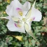 Calochortus eurycarpus Blüte