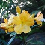 Rhododendron lowii