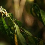 Solanum bahamense Flor