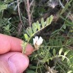 Astragalus sesameus Blüte