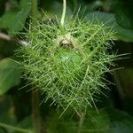 Passiflora foetida Fruit