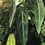 Anthurium warocqueanum عادت