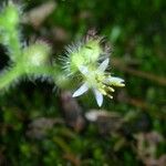 Leandra grandifolia Цвят