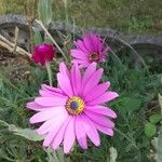 Dimorphotheca jucunda Çiçek