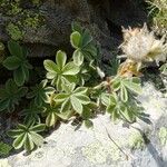 Potentilla nivalis Habit