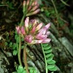 Astragalus leontinus Annet