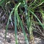 Carex parviflora Liść