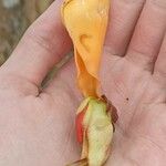 Erythrina fusca Flor
