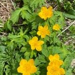 Trollius chinensisЦвят