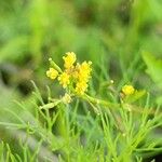 Rorippa palustris Çiçek