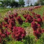 Leptospermum scoparium List