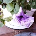 Petunia × atkinsiana Кветка