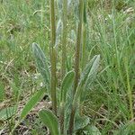 Tephroseris integrifolia Blad