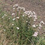 Achillea millefolium Õis