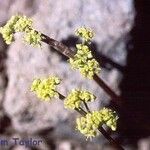 Lomatium stebbinsii Flower