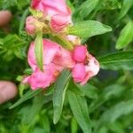 Antirrhinum majus Leht