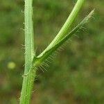 Crepis setosa Azala