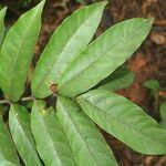 Mosquitoxylum jamaicense Blatt