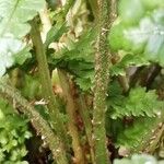 Dryopteris wallichiana പുറംതൊലി