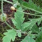 Papaver atlanticum ഇല