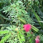 Calliandra surinamensis Flower