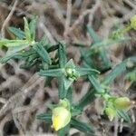 Cistus calycinus Feuille