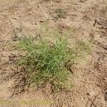 Cycloloma atriplicifolium Habit