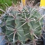 Ferocactus herrerae Hostoa