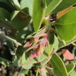 Arctostaphylos columbiana ᱥᱟᱠᱟᱢ