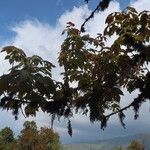 Acer campbellii Lapas