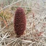 Cynomorium coccineum Fiore