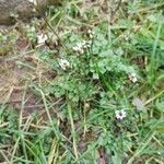 Cardamine parviflora Hábito