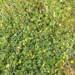 Medicago minima 整株植物