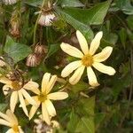 Senecio macroglossus Květ